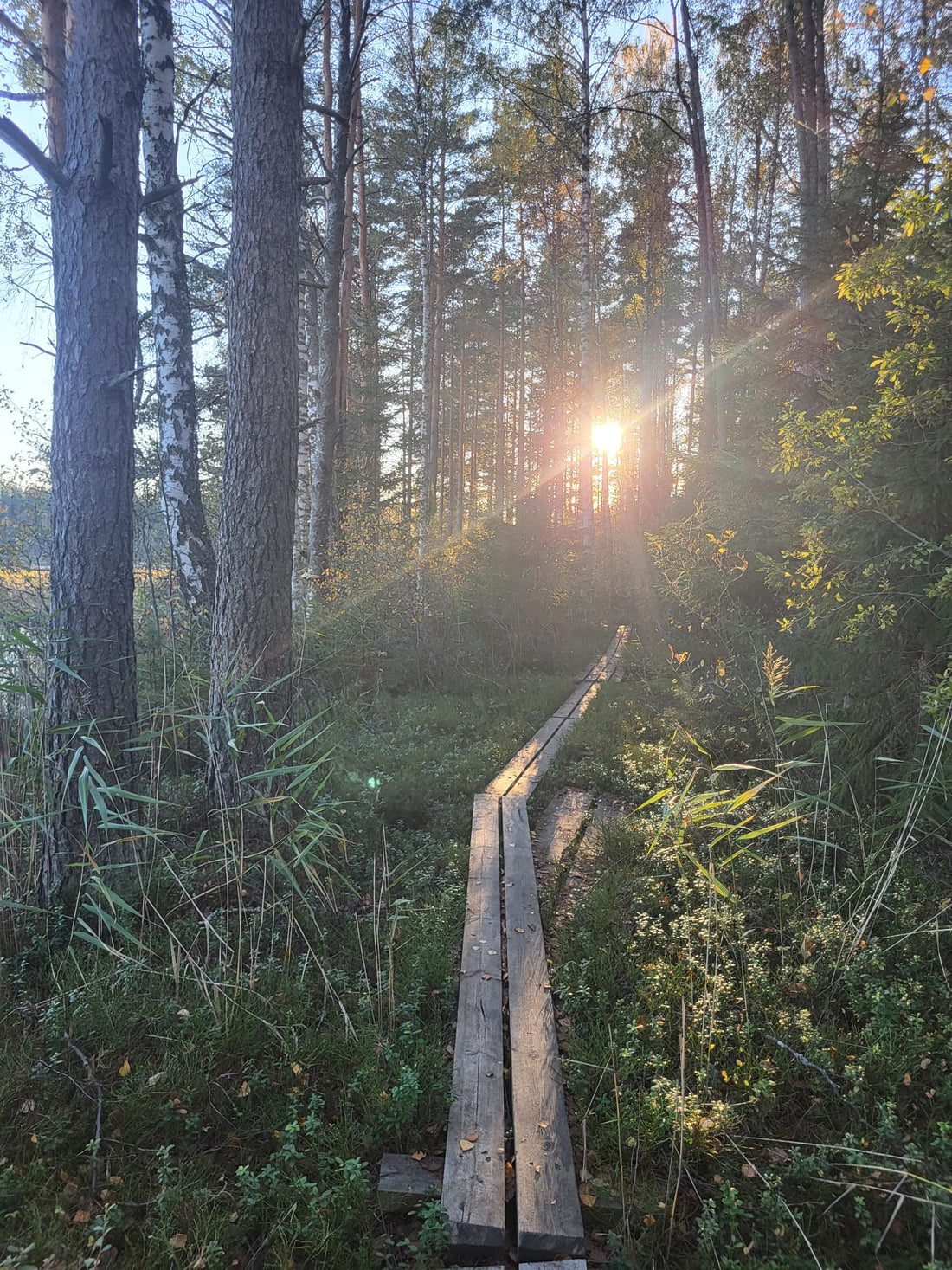 Retkeilyn hyödyt keholle ja mielelle