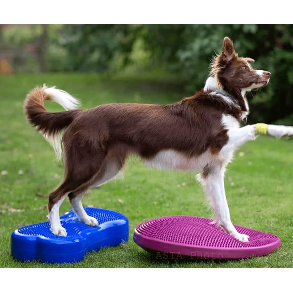 FitPAWS Lemmikin tasapainoalusta K9FITbone PVC taivaansininen