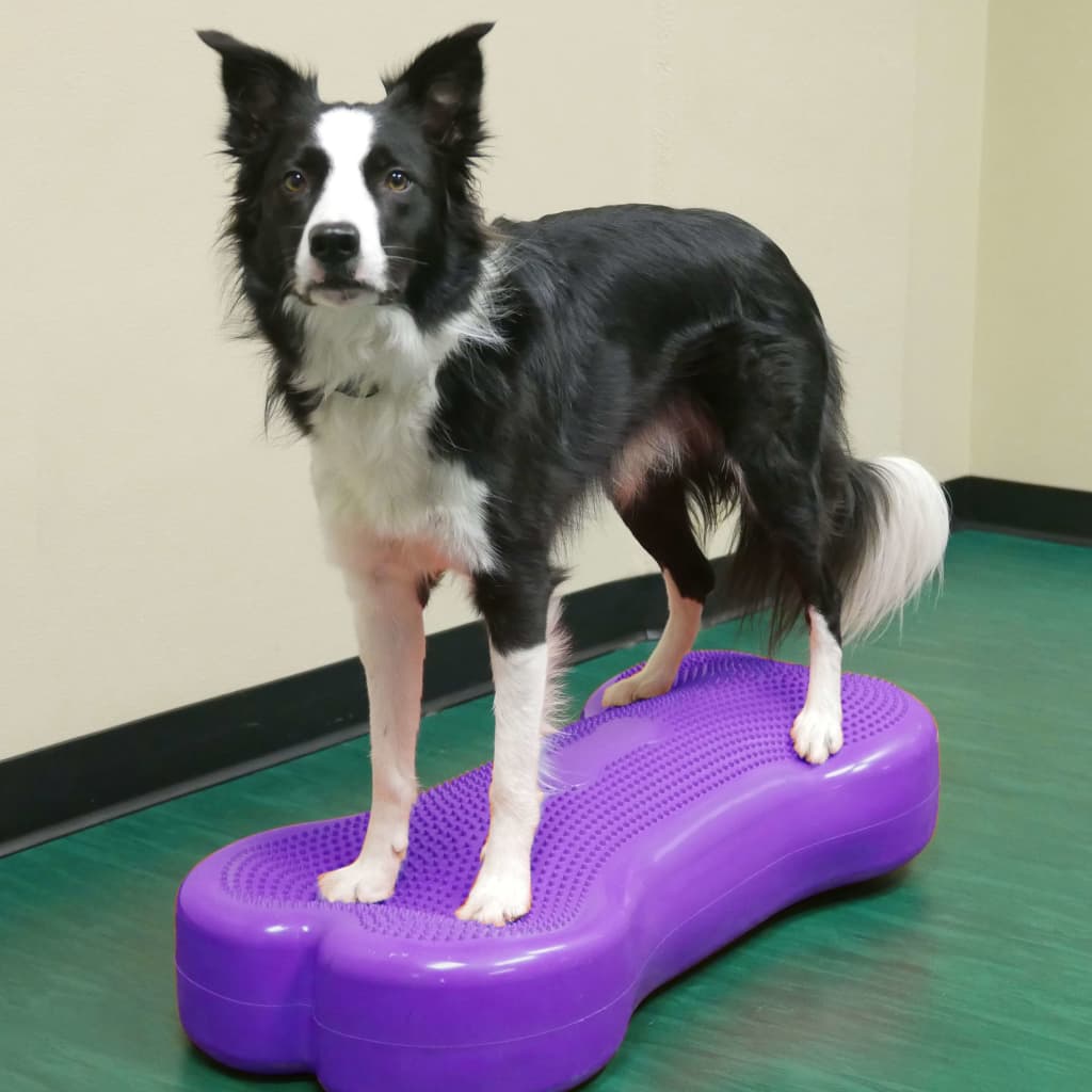 FitPAWS Lemmikin tasapainoalusta Giant K9FITbone PVC violetti